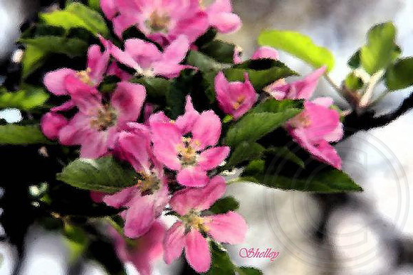 Apple Blossoms Under Glass