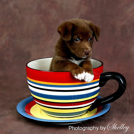 Copper