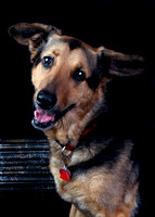 Ali